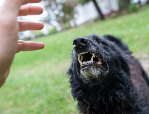 An aggressive dog baring its teeth toward a raised hand, representing a dog attack case handled by a Houston dog bite lawyer.