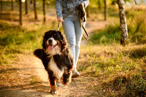 A large dog being walked on a leash on a wooded path, illustrating dog ownership situations often evaluated by a houston dog bite lawyer after an attack.